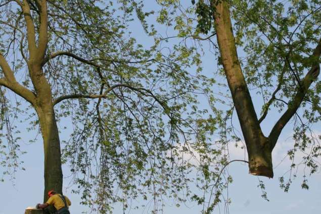 bomen rooien hovenier Ederveen Eefde Eefsele Eekt Eerbeek Eibergen Eimeren Elburg Elden Eldik Eldrik Ellecom Elspeet Elst Empe Emst Engbergen Engeland Enspijk Epse Erichem Erlecom Ermelo